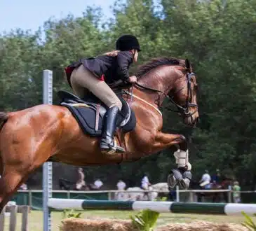 L'importance d'un bon équipement pour pratiquer l'équitation en toute sécurité