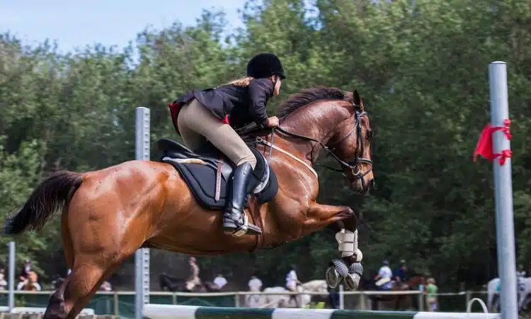 L'importance d'un bon équipement pour pratiquer l'équitation en toute sécurité